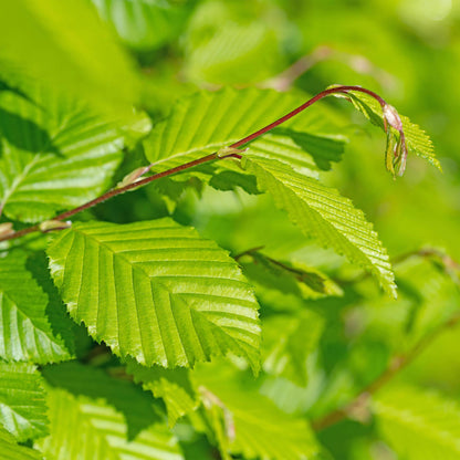 Carpinus betulus - Haagbeuk - hoogte 50-55cm