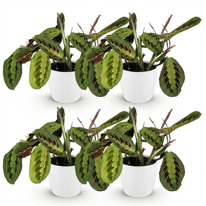 Green boutiQ - Kamerplant - Maranta Fascinator Tricolour - Gebedsplant - Huisdiervriendelijke Plant - Groen - 4 Planten - met Potter Wit - Pot 12cm - Hoogte 25cm