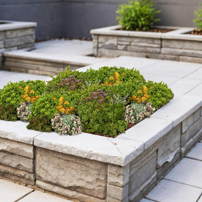 Sedum mat - bestaat uit 10 soorten - 2 x lengte 50 breedte 30
