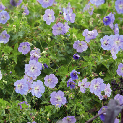 Geranium 'Rozanne' - Ooievaarsbek