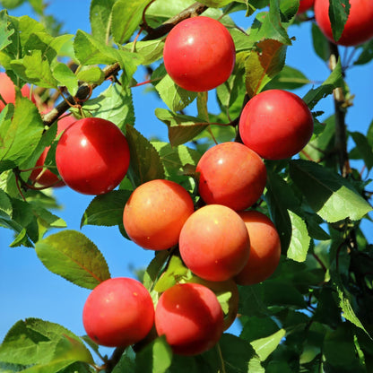 Prunus domestica 'Victoria' - Pruimenboom - 1 plant - Pot 21cm - Hoogte 90cm