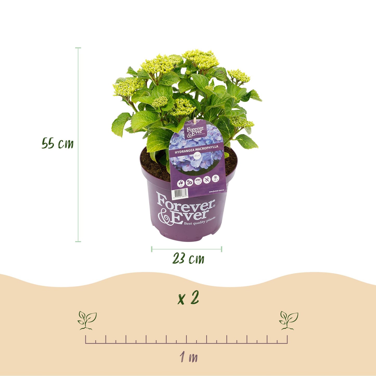 Hydrangea 'Forever & Ever Blue' - Blauwe hortensia - 7-12 Bloemen - Pot 23cm Hoogte 55cm