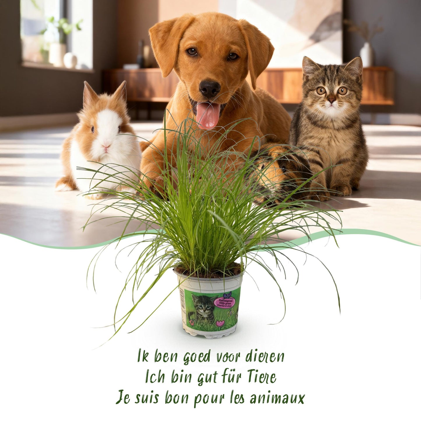 Green boutiQ - Kamerplant - Cyperus alternifolius Zumula - Kattengras - Huisdiervriendelijke Plant - Groen - 4 Planten - met Mand - Pot 12cm - Hoogte 20cm