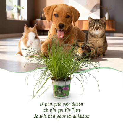 Green boutiQ - Kamerplant - Cyperus alternifolius Zumula - Kattengras - Huisdiervriendelijke Plant - Groen - 4 Planten - met Mand - Pot 12cm - Hoogte 20cm