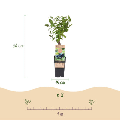 Lonicera caerulea 'Kamchatika' - Honingbes - 2 planten - Pot 15cm - Hoogte 50cm