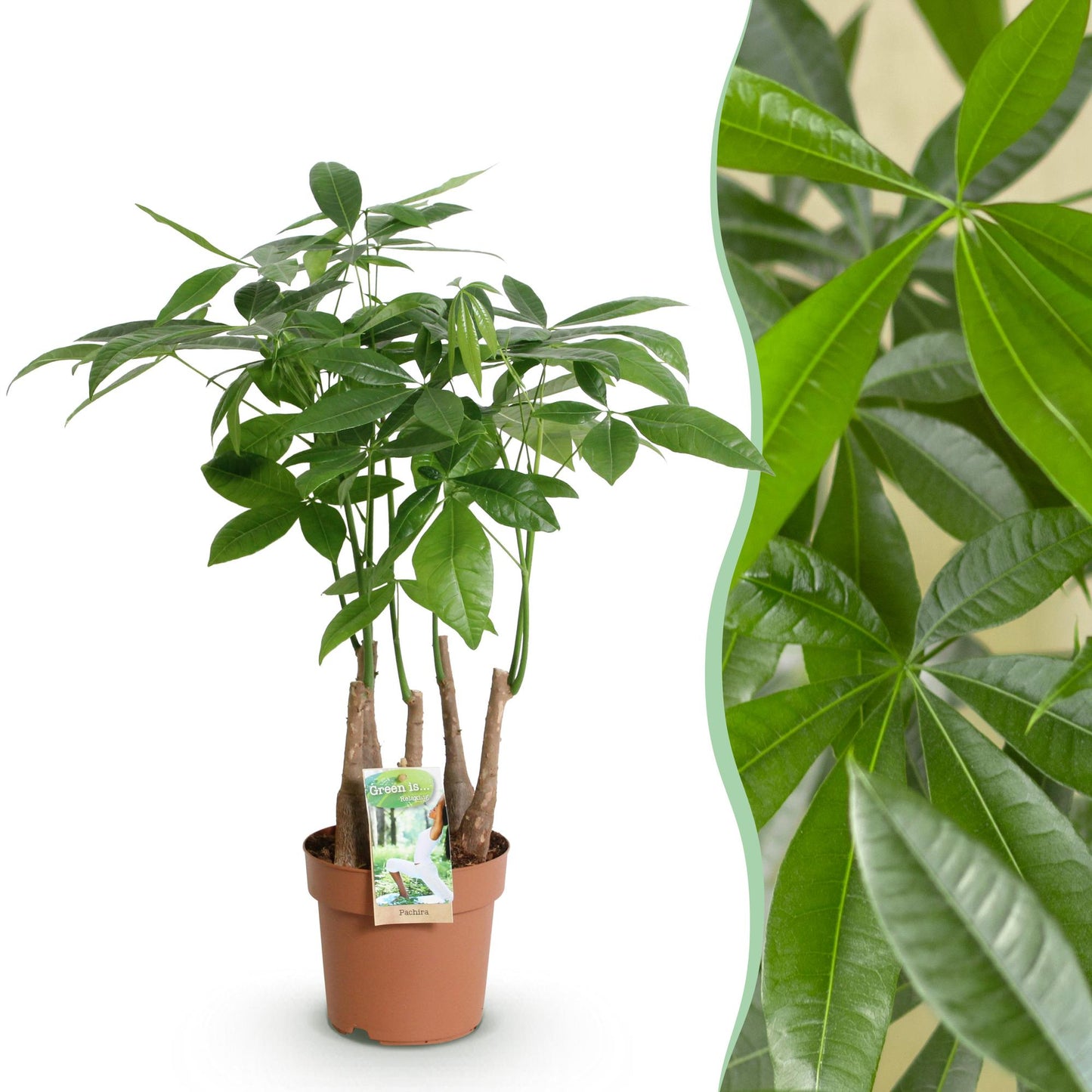 Pachira Aquatica multi stam - Geldboom - pot 17cm - hoogte 50-55cm