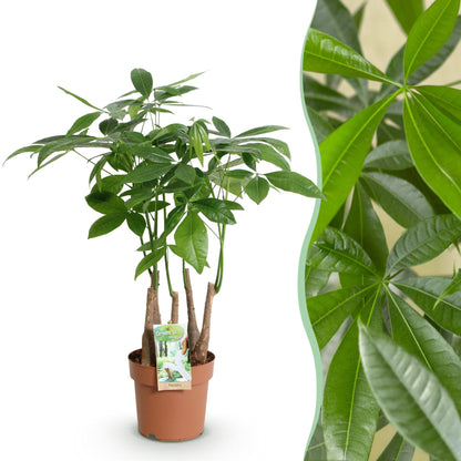Pachira Aquatica multi stam - Geldboom - pot 17cm - hoogte 50-55cm