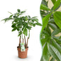 Pachira Aquatica multi stam - Geldboom - pot 17cm - hoogte 50-55cm