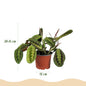 Green boutiQ - Kamerplant - Chlorophytum - Maranta - Calissia - Nephrolepsis - Mix van 4 - Huisdiervriendelijke Planten - Groen - 4 Planten - met Potter Grijs - Pot 12cm - Hoogte 25cm