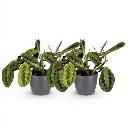 Green boutiQ - Kamerplant - Maranta Fascinator Tricolour - Gebedsplant - Huisdiervriendelijke Plant - Groen - 2 Planten - met Potter Grijs - Pot 12cm - Hoogte 25cm