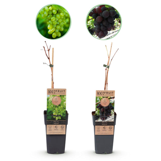Vitis vinifera 'Himrod' & Vitis vinifera 'Vanessa' - Blauw & Witte Druif