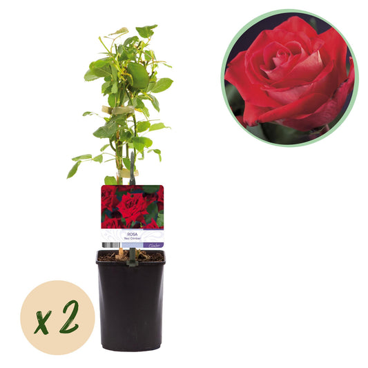 Rosa 'Red Climber' - Klimroos