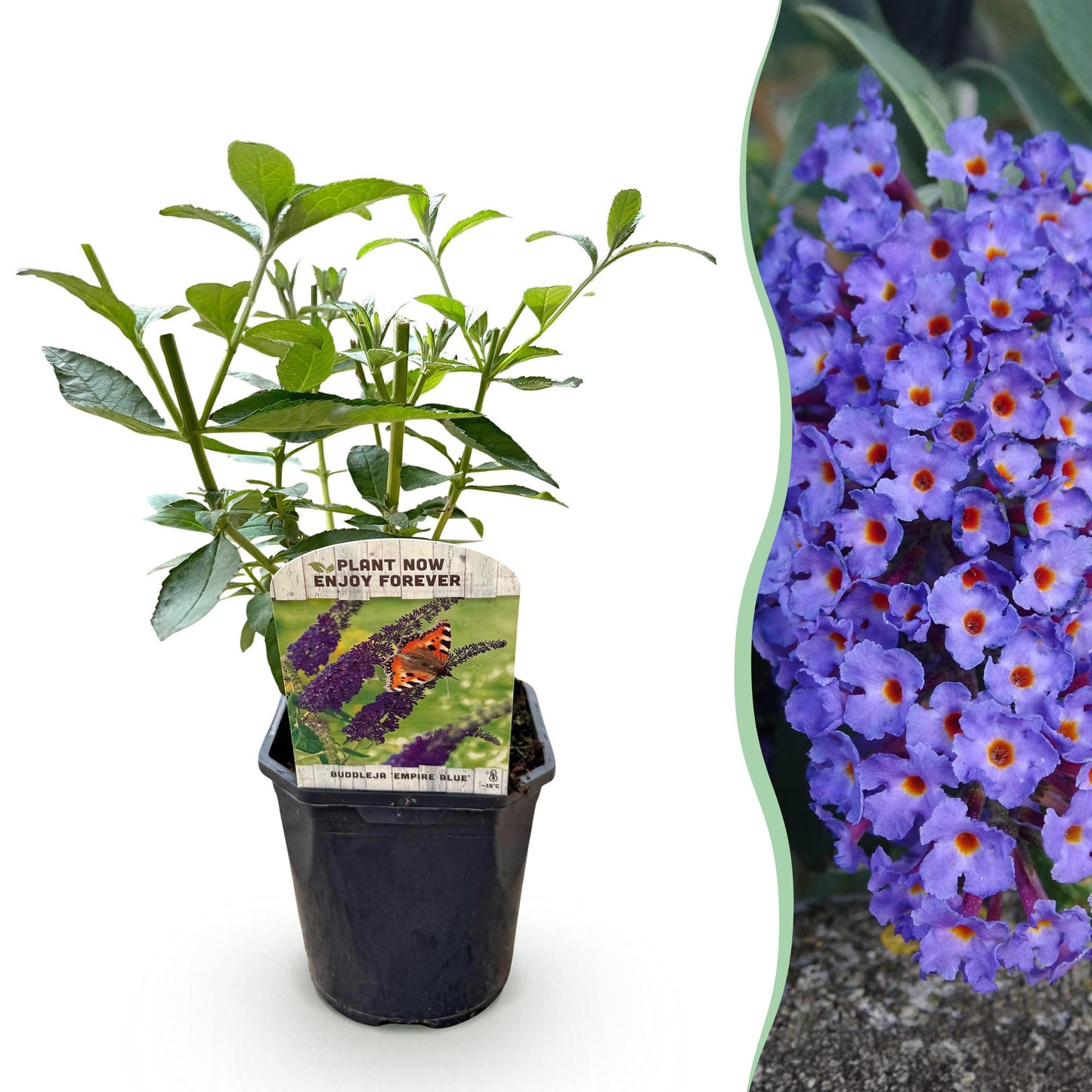 Buddleja davidii 'Empire Blue' - Vlinderstruik - hoogte 45cm