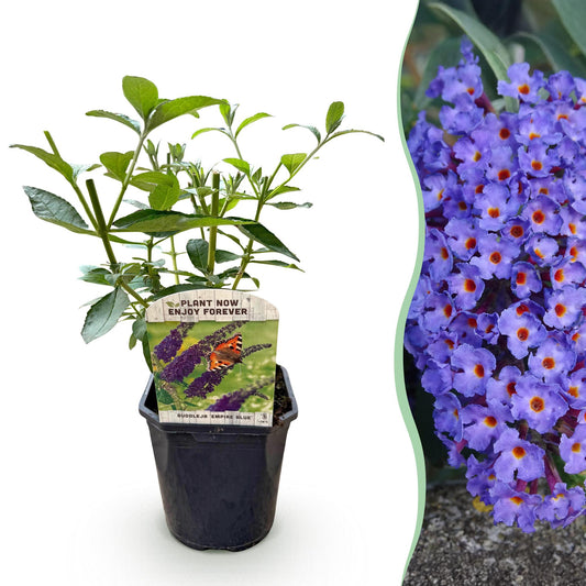 Buddleja davidii 'Empire Blue' - Vlinderstruik - hoogte 45cm
