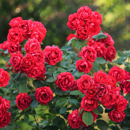 Rosa 'Rote The Fairy' - Roos - hoogte 20-25cm