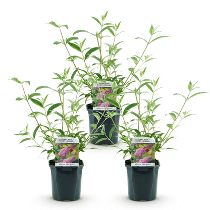 Green boutiQ - Tuinplant - Buddleja davidii Pink Delight - Vlinderstruik - Winterhard - Roze - 3 Planten - Pot 17cm - Hoogte 45cm