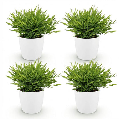 Green boutiQ - Kamerplant - Bamusa Pogonatherum Monica - Bamboegras - Huisdiervriendelijke Plant - Groen - 4 Planten - met Potter Wit - Pot 12cm - Hoogte 20cm