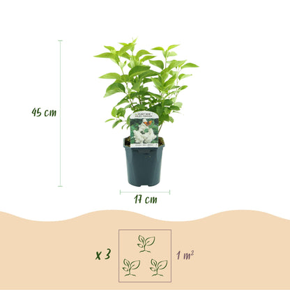 Syringa vulgaris mme Lemoine - Gewone Sering - hoogte 45cm