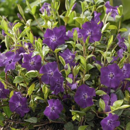 Vinca minor 'Atropuperea' - kleinbladige Maagdenpalm