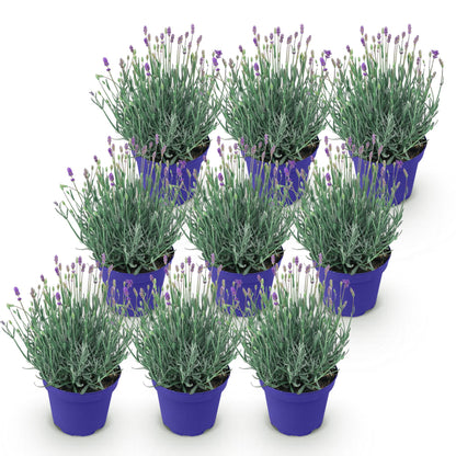 Green boutiQ - Tuinplant - Lavandula angustifolia Hidcote - Lavendel - Winterhard - Paars - 9 Planten - Pot 12cm - Hoogte 15-25cm