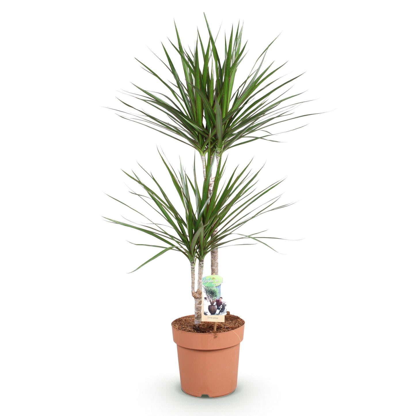 Dracaena Marginata - Drakenbloedboom - 1 plant - pot 21cm - hoogte 90-100cm