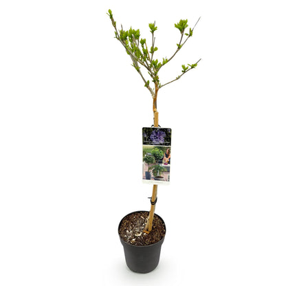 Hibiscus syriacus 'Blue Chiffon®' op stam - Altheastruik - hoogte 90cm
