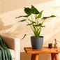 Alocasia Cucullata - Boeddha,s hand - incl. pot grijs - pot 21cm - hoogte 65-70cm