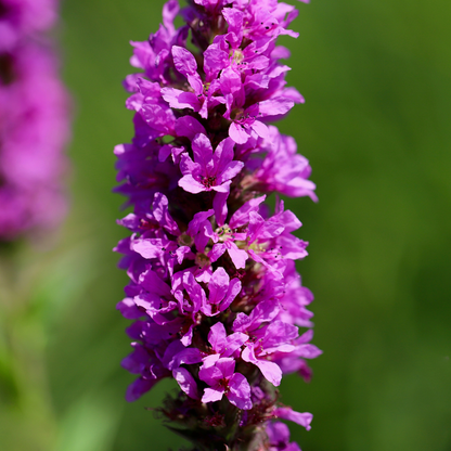 Lythrum salicaria - Kattenstaart