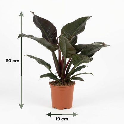 Green boutiQ - Kamerplant - Philodendron - Philodendron Imperial Red - Rood - Weinig onderhoud - 1 Plant - Pot 19cm - Hoogte 60cm