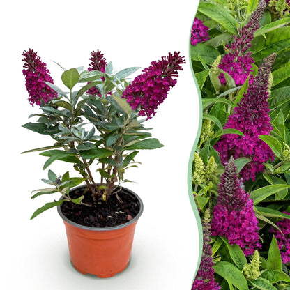 Buddleja davidii 'Butterfly Candy Little Ruby' - Vlinderstruik - hoogte 20-25cm
