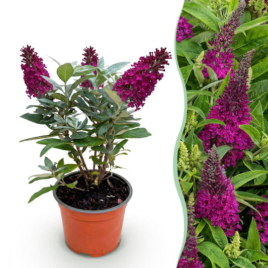 Buddleja davidii 'Butterfly Candy Little Ruby' - Vlinderstruik - hoogte 20-25cm
