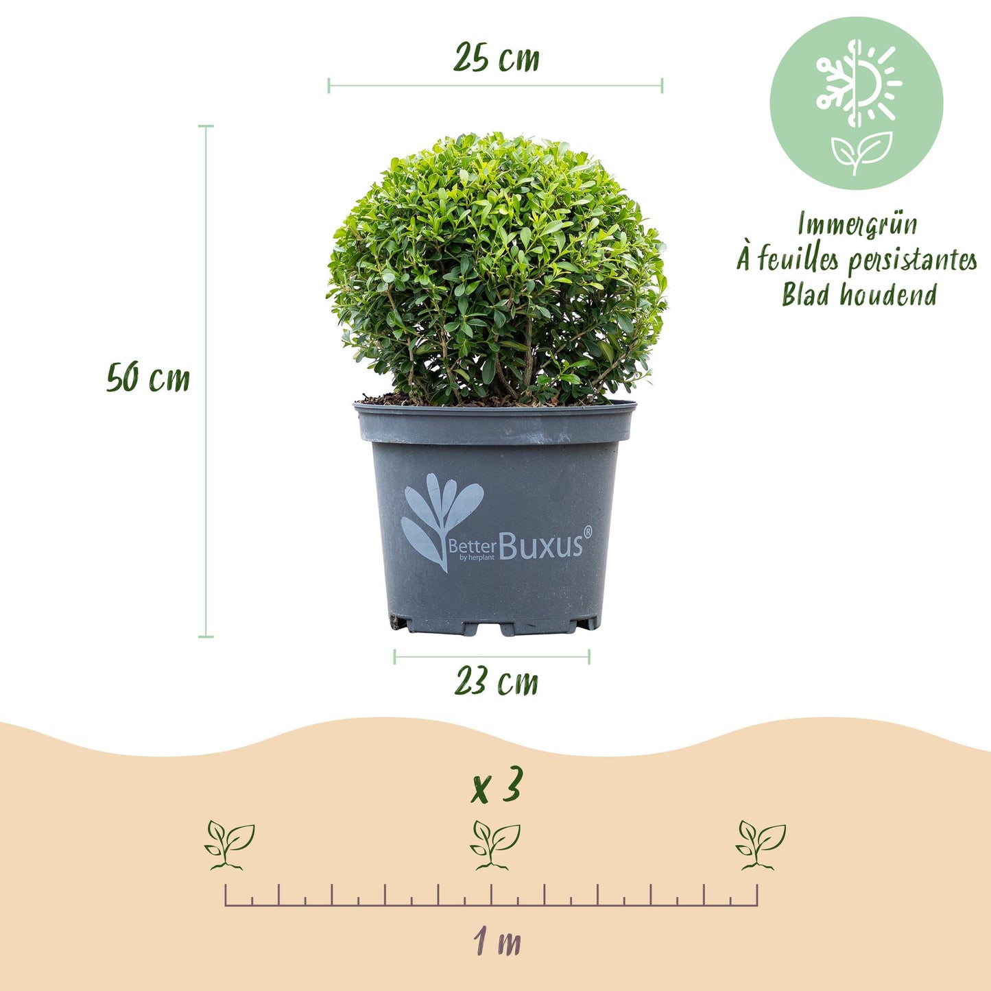 Green boutiQ - Buxus Bol - BetterBuxus Skylight - Resistant tegen de Buxus Schimmel - 2 planten - pot 23cm bol 25cm