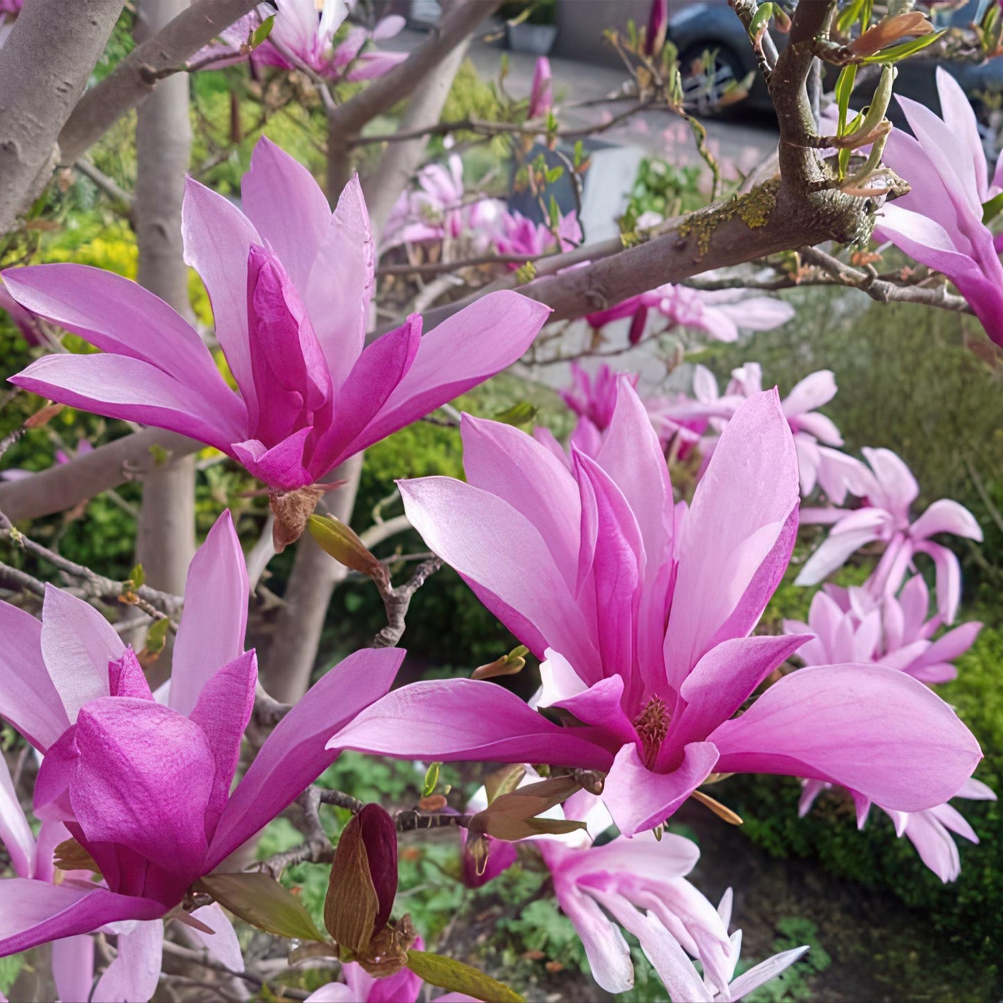 Magnolia 'Susan' op stam - Magnolia - hoogte 90cm