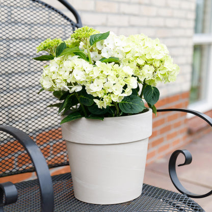 Hydrangea 'Magical Nobless' - Witte Hortensia - 6-10 bloemen - hoogte 55cm