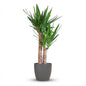 Yucca Elephantipes met Potter zwart - 90cm - Ø21