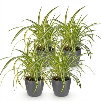 Green boutiQ - Kamerplant - Chlorophytum comosum Variegatum - Bonte Graslelie - Huisdiervriendelijke Plant - Groen - 4 Planten - met Potter Grijs - Pot 12cm - Hoogte 20cm