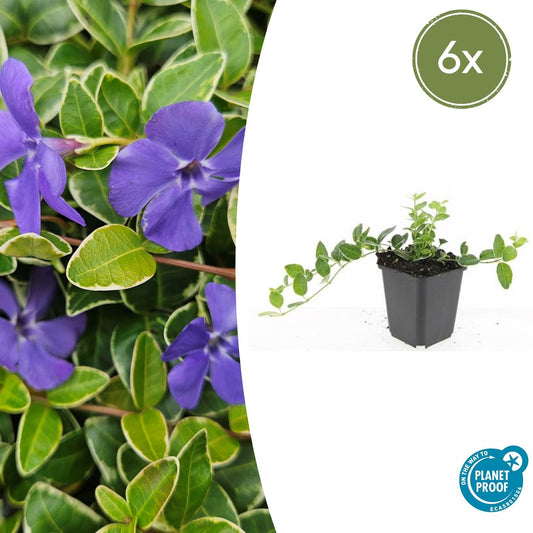 Vinca minor 'Ralph Shugert' - Maagdenpalm