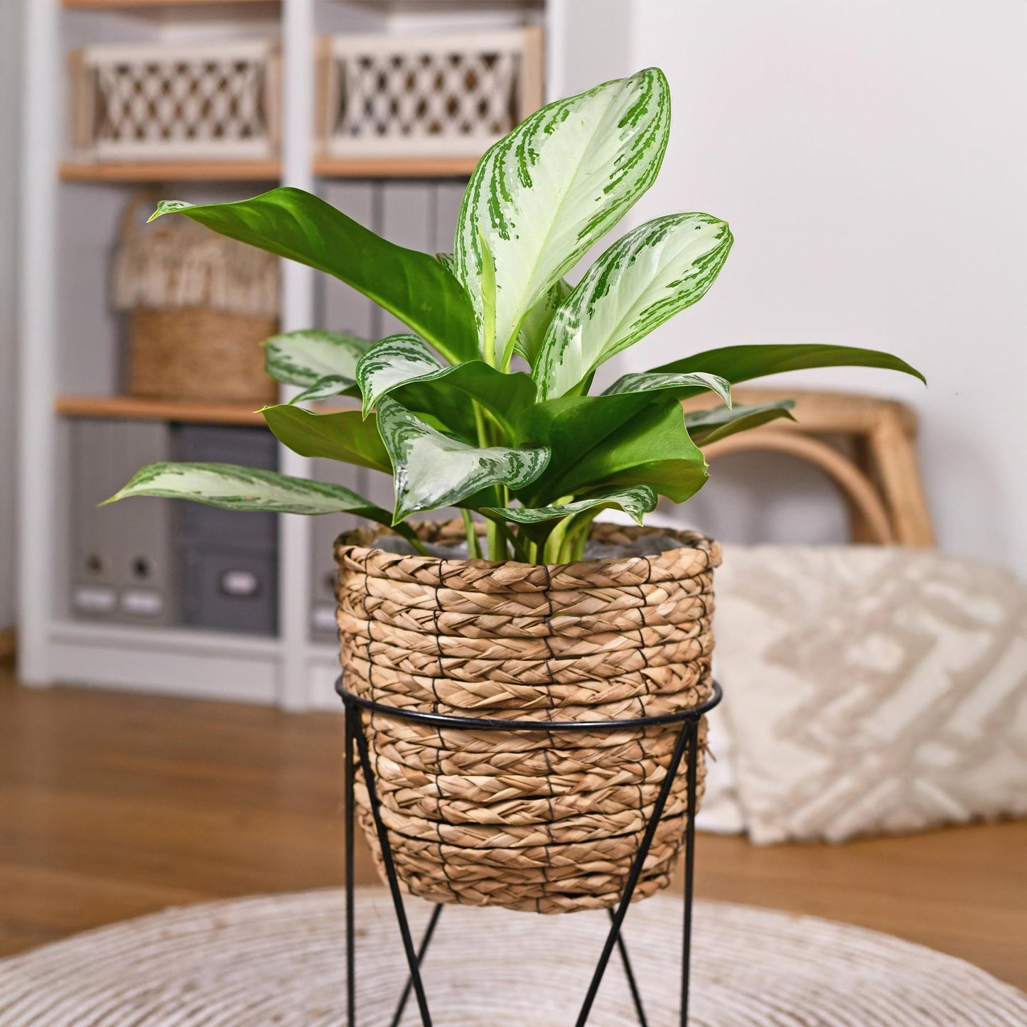 Aglaonema Silver Bay - Zilverblad - pot 17cm - hoogte 70-75cm
