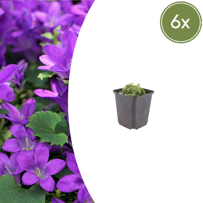 Campanula portenschlagiana - Klokjesbloem