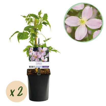 Clematis montana 'Rubens' Clematis - 2 planten - Pot 11cm - Hoogte 40cm