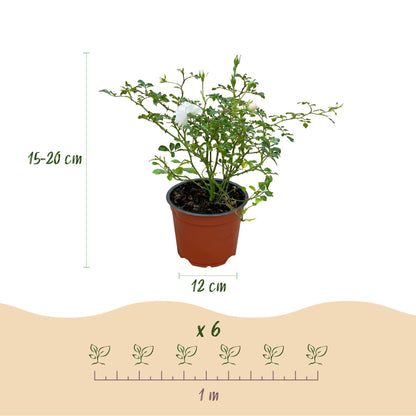 Rosa 'White Fairy' - Roos - hoogte 20-25cm