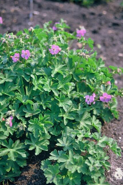 Geranium cantabrigiense 'Cambridge' Ooievaarsbek