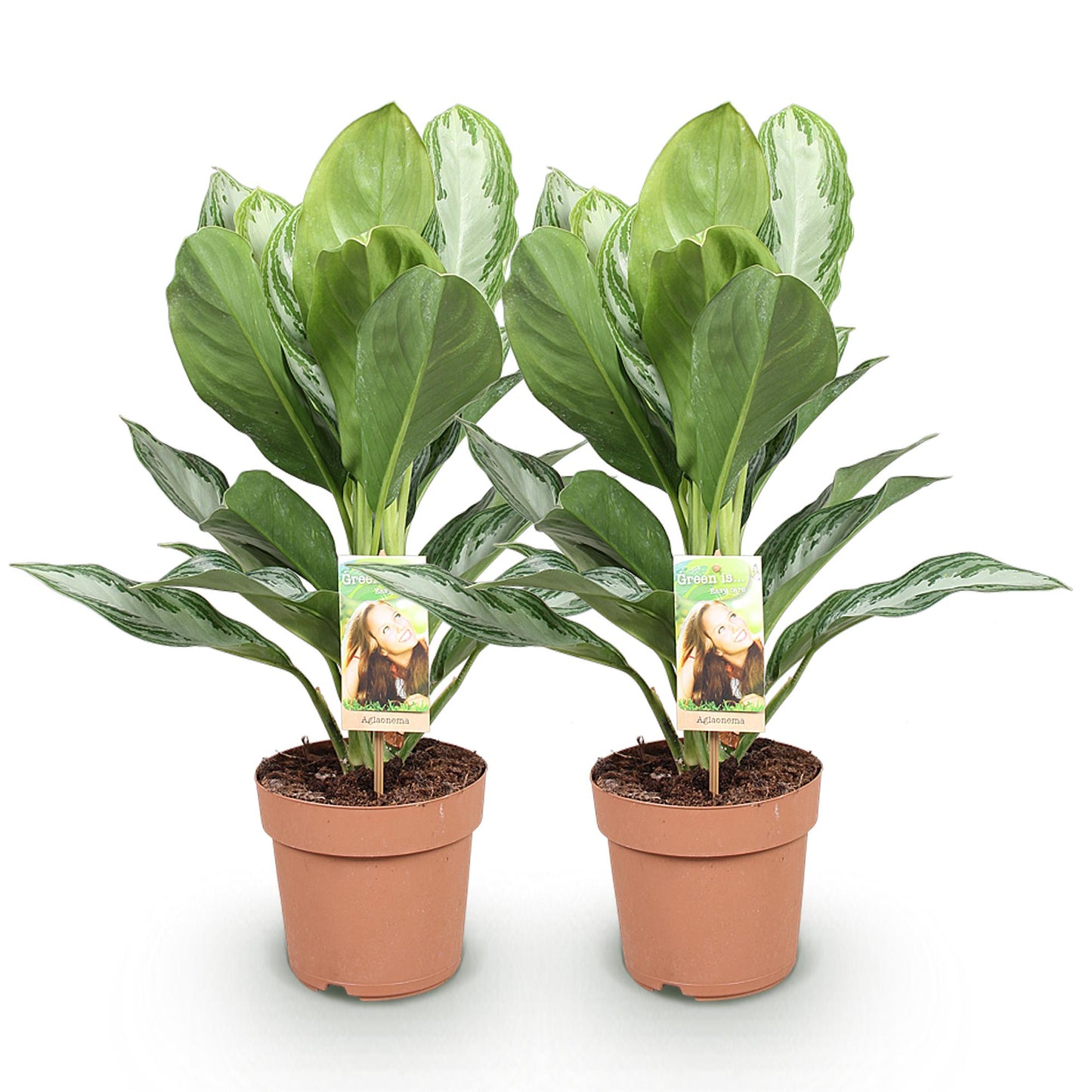 Aglaonema Silver Bay - Zilverblad - 2 planten - pot 17cm - hoogte 70-75cm