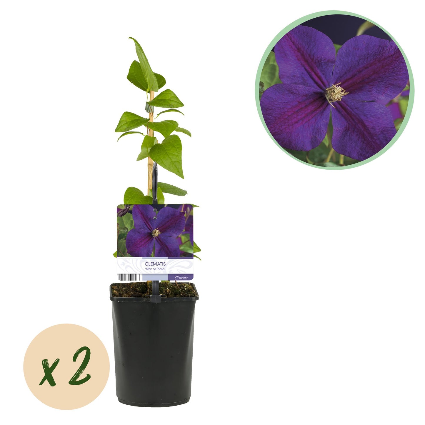 Clematis 'Star of India' - Clematis - 2 planten - Pot 11cm - Hoogte 40cm