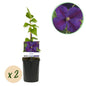 Clematis 'Star of India' - Clematis - 2 planten - Pot 11cm - Hoogte 40cm