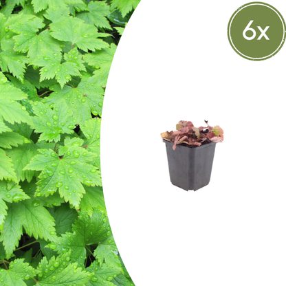 Tiarella cordifolia - Perzische muts