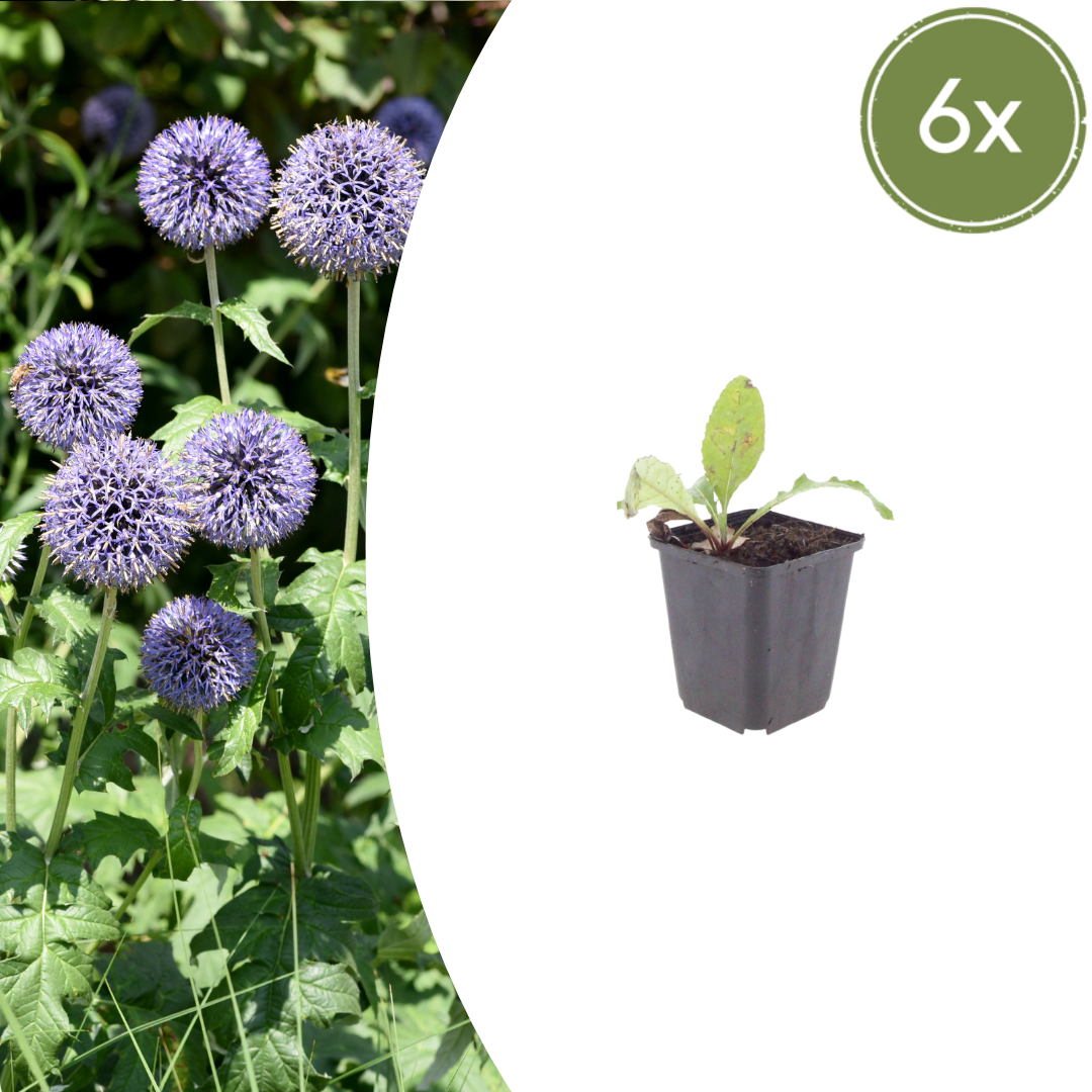 Echinops ritro - Kogeldistel
