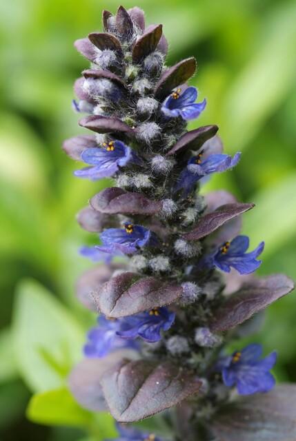 Ajuga reptans 'Catlin's Giant' - Kruipend Zenegroen