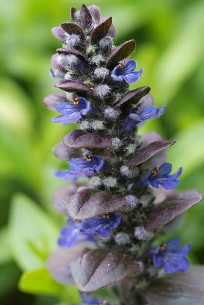 Ajuga reptans 'Catlin's Giant' - Kruipend Zenegroen