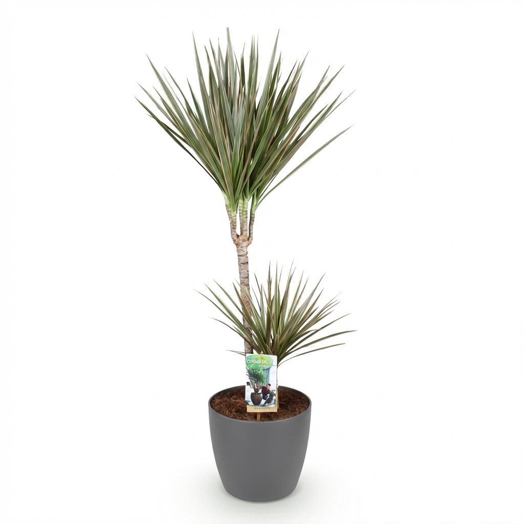 Dracaena Marginata Bicolor - Drakenbloedboom - incl. pot grijs - pot 21cm - hoogte 90-100cm